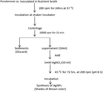 Use of biogenic silver nanoparticles on the cathode to improve bioelectricity production in microbial fuel cells